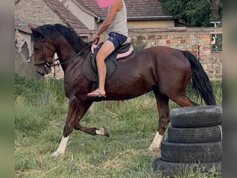 Cheval de sport hongrois Croisé Hongre 5 Ans 160 cm Bai cerise in Tass