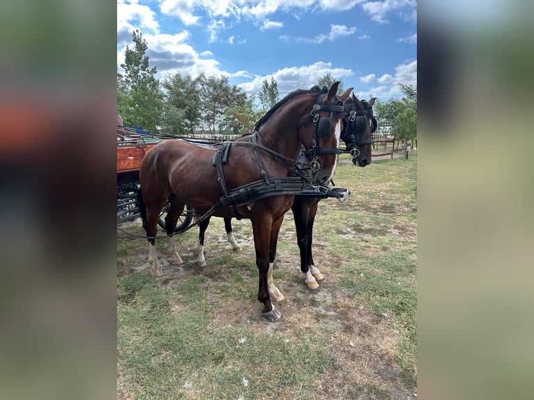 Cheval de sport hongrois Croisé Hongre 5 Ans 160 cm Bai cerise in Tass