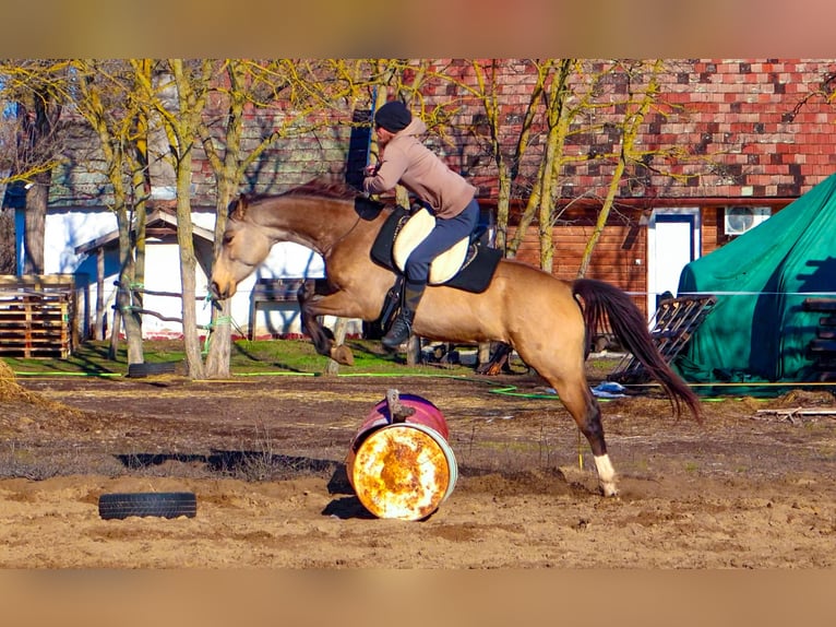 Cheval de sport hongrois Hongre 5 Ans 160 cm Buckskin in Ladánybene