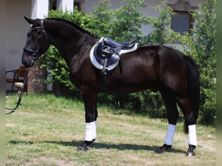 Cheval de sport hongrois Hongre 5 Ans 160 cm Noir in B&#xE9;k&#xE9;sszentandr&#xE1;s