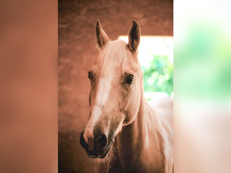 Cheval de sport hongrois Hongre 5 Ans 160 cm Palomino in Aigen-Schlägl