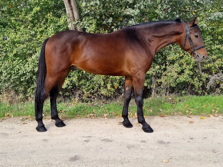 Cheval de sport hongrois Croisé Hongre 5 Ans 162 cm Bai in Békés