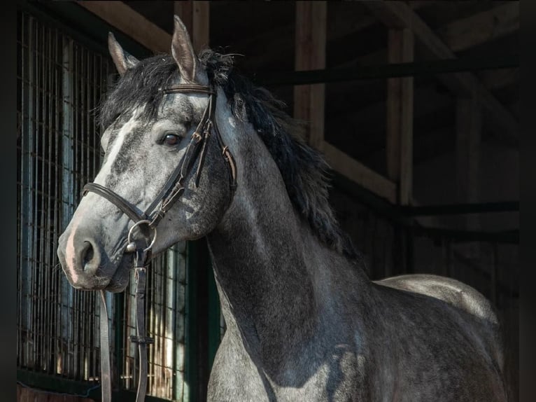 Cheval de sport hongrois Hongre 5 Ans 162 cm Gris in Nyíregyháza