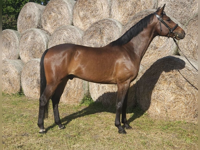 Cheval de sport hongrois Hongre 5 Ans 164 cm Bai in Békés