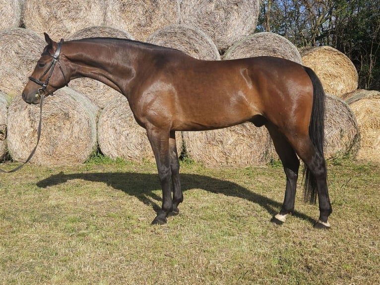 Cheval de sport hongrois Hongre 5 Ans 164 cm Bai in Békés