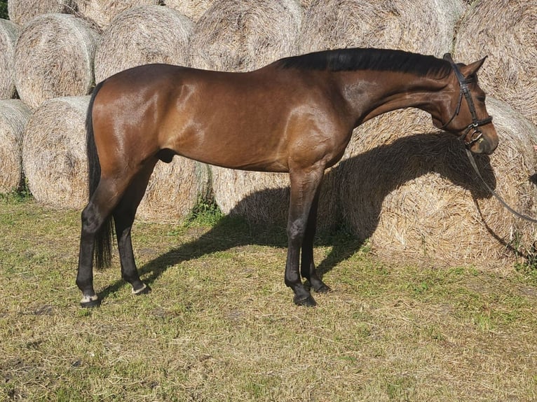 Cheval de sport hongrois Hongre 5 Ans 164 cm Bai in Békés