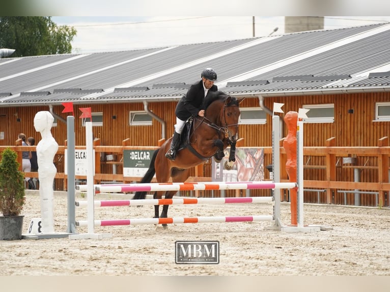 Cheval de sport hongrois Hongre 5 Ans 164 cm in Târgu Secuiesc