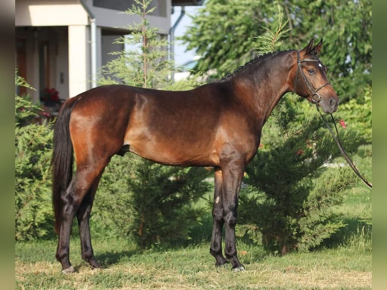 Cheval de sport hongrois Hongre 5 Ans 165 cm Bai in Békésszentandrás