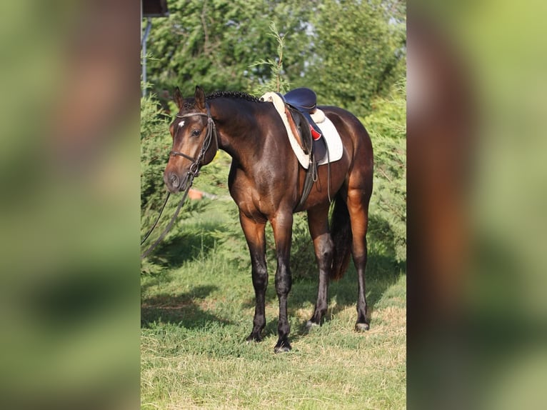 Cheval de sport hongrois Hongre 5 Ans 165 cm Bai in Békésszentandrás