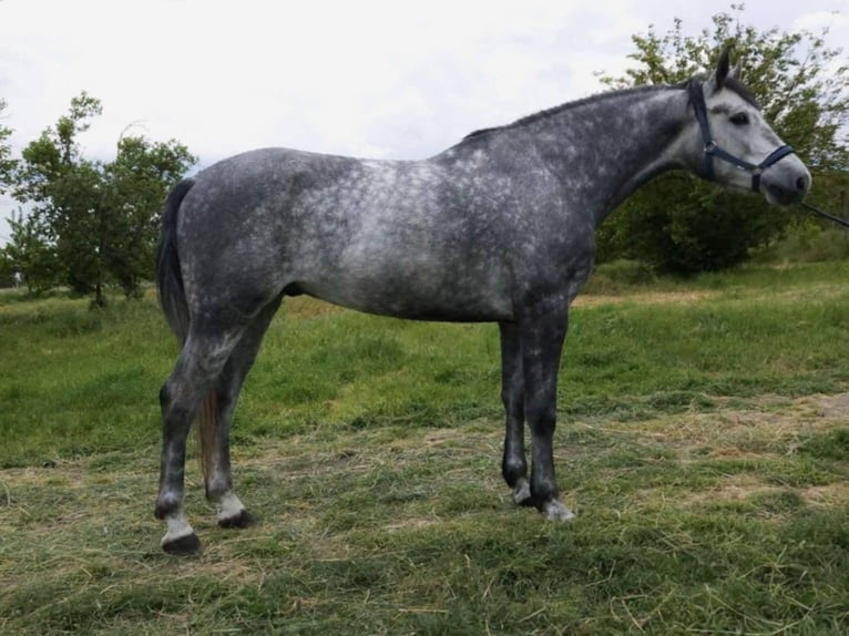 Cheval de sport hongrois Hongre 5 Ans 166 cm Gris pommelé in B&#xE9;k&#xE9;s