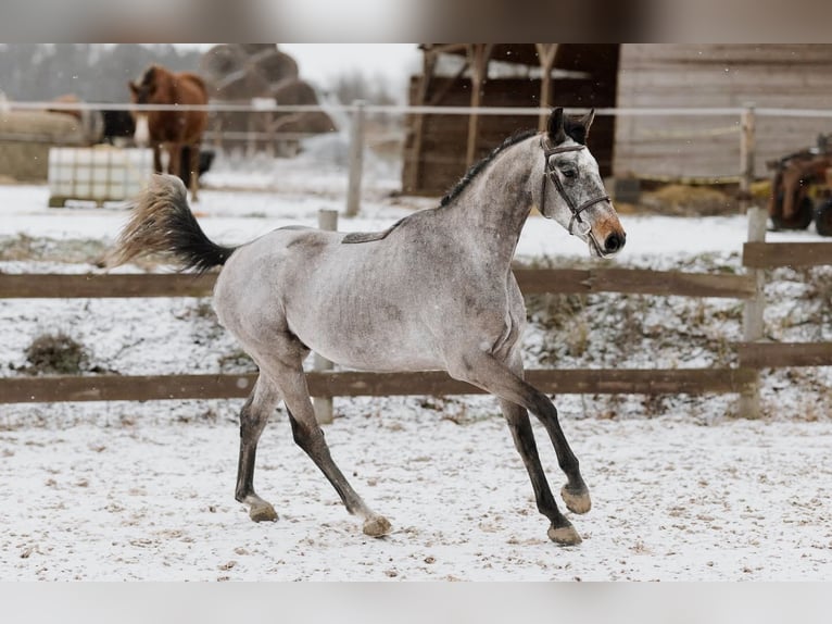 Cheval de sport hongrois Hongre 5 Ans 167 cm Gris in Dachau