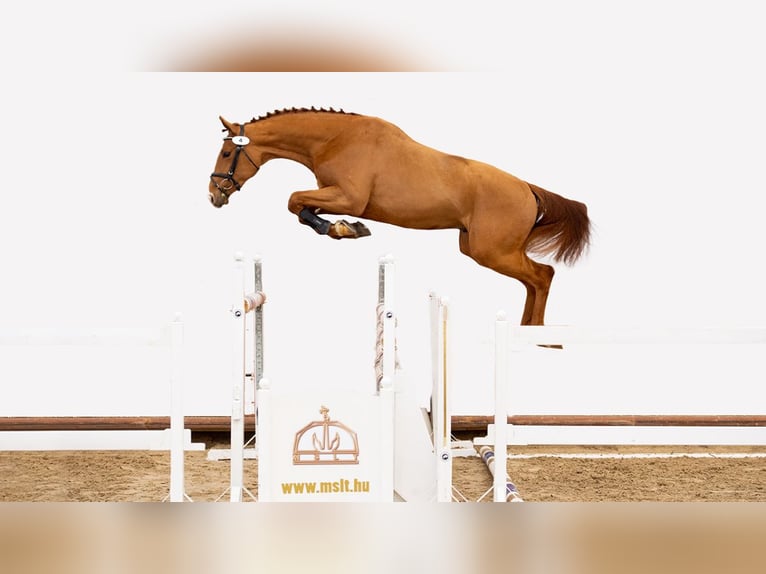 Cheval de sport hongrois Hongre 5 Ans 169 cm Alezan in Máriakálnok