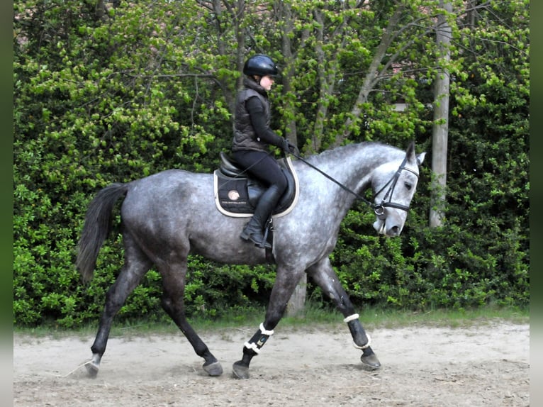 Cheval de sport hongrois Hongre 5 Ans 170 cm  in Schattendorf