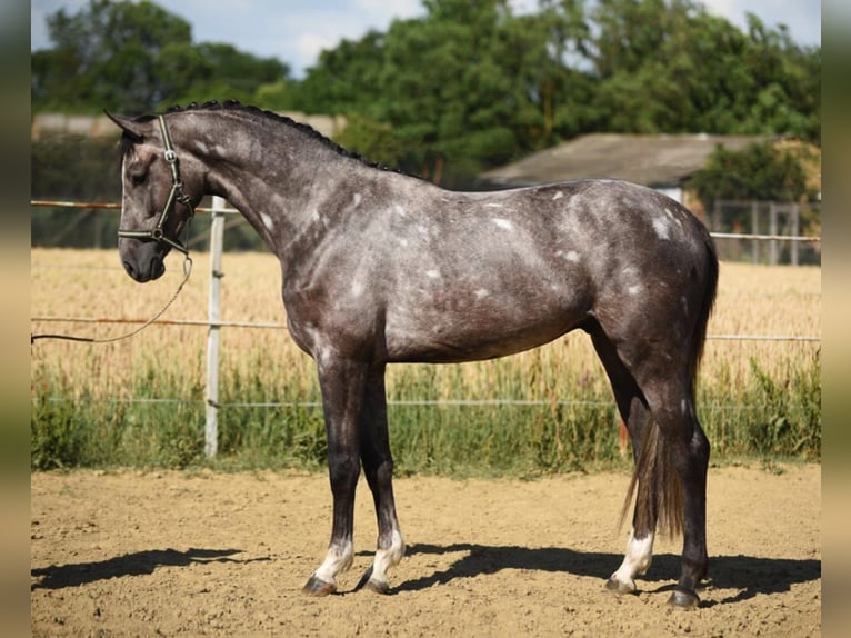 Cheval de sport hongrois Hongre 5 Ans 170 cm Gris in Csabacs&#x171;d