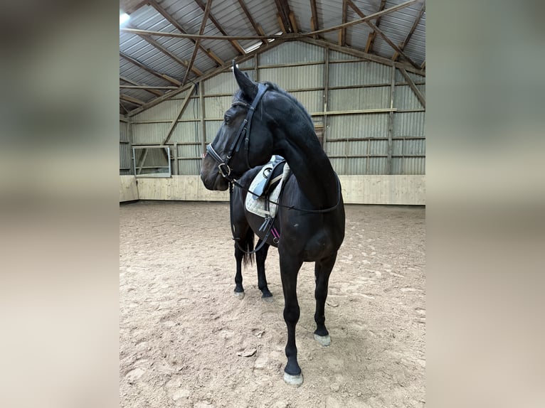 Cheval de sport hongrois Hongre 5 Ans 171 cm Bai brun in Großbettlingen