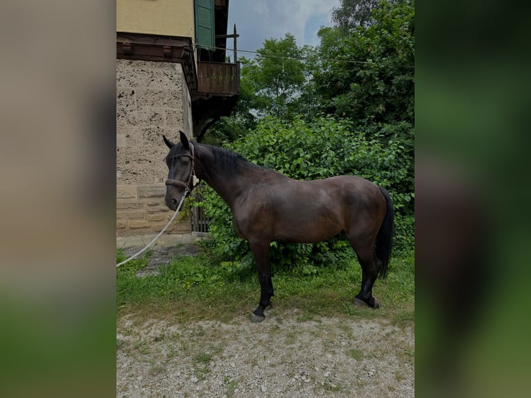 Cheval de sport hongrois Hongre 5 Ans 171 cm Bai brun in Großbettlingen