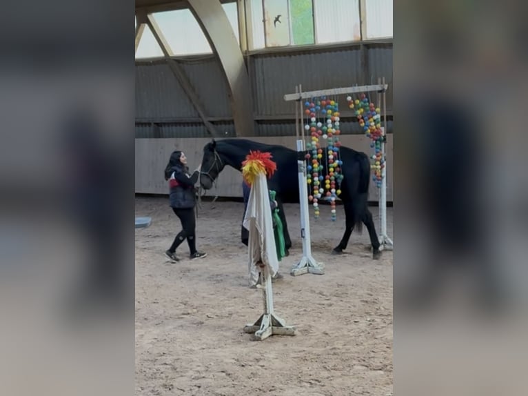 Cheval de sport hongrois Hongre 5 Ans 171 cm Bai brun in Großbettlingen