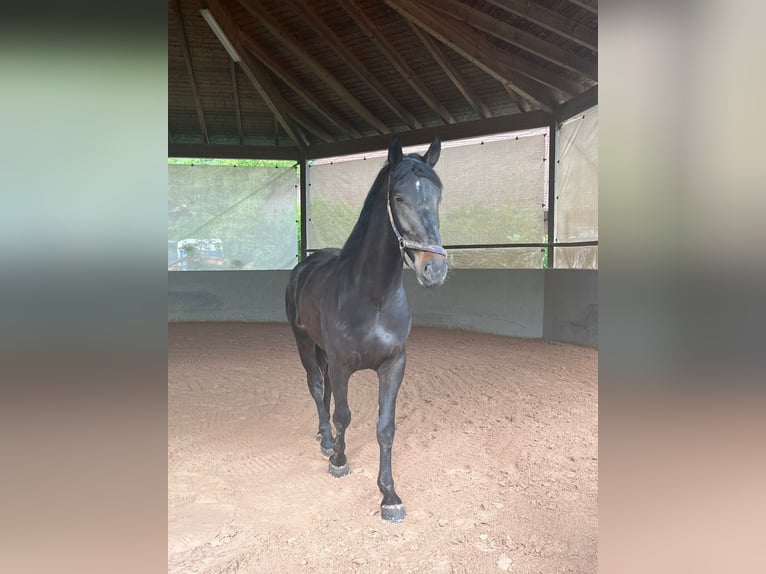 Cheval de sport hongrois Hongre 5 Ans 171 cm Bai brun in Großbettlingen