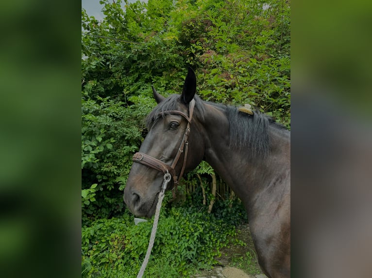 Cheval de sport hongrois Hongre 5 Ans 171 cm Bai brun in Großbettlingen