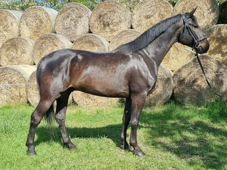 Cheval de sport hongrois Hongre 5 Ans 171 cm Bai brun in Großbettlingen