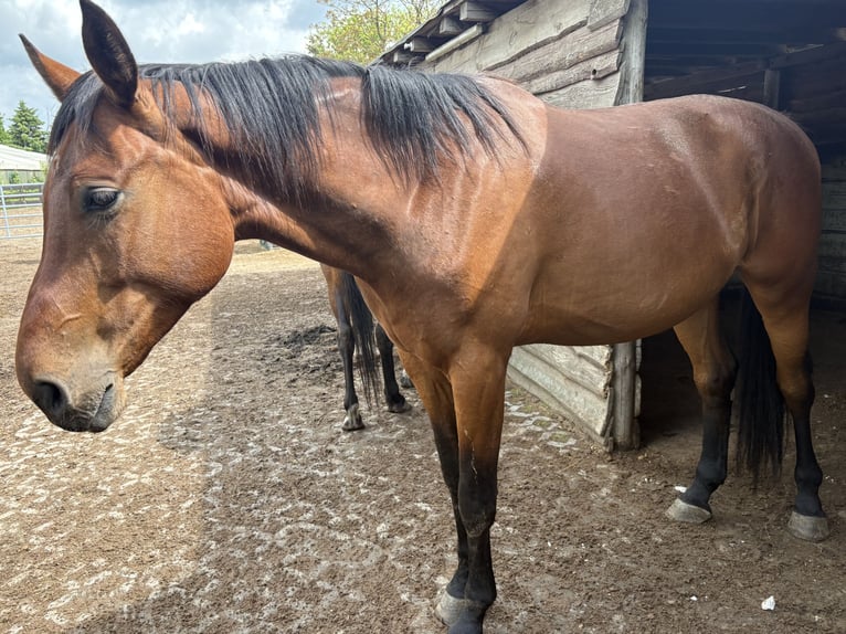 Cheval de sport hongrois Hongre 5 Ans 176 cm Bai in Berlin