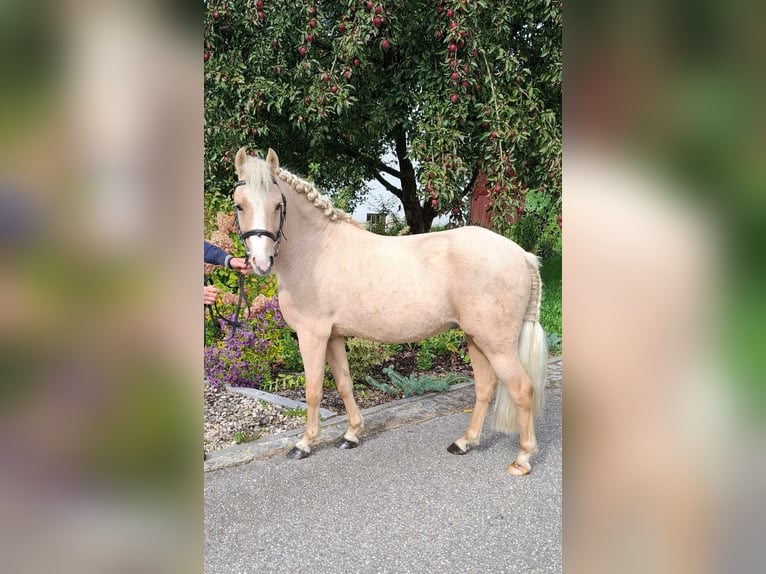 Cheval de sport hongrois Croisé Hongre 6 Ans 115 cm Palomino in Gammelsdorf, Katharinazell