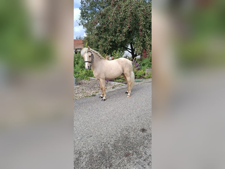 Cheval de sport hongrois Croisé Hongre 6 Ans 115 cm Palomino in Gammelsdorf, Katharinazell