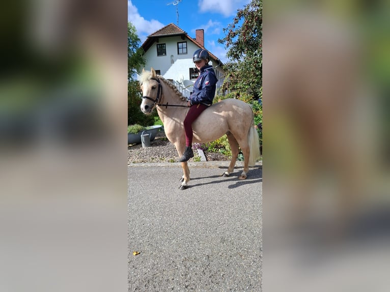 Cheval de sport hongrois Croisé Hongre 6 Ans 115 cm Palomino in Gammelsdorf, Katharinazell