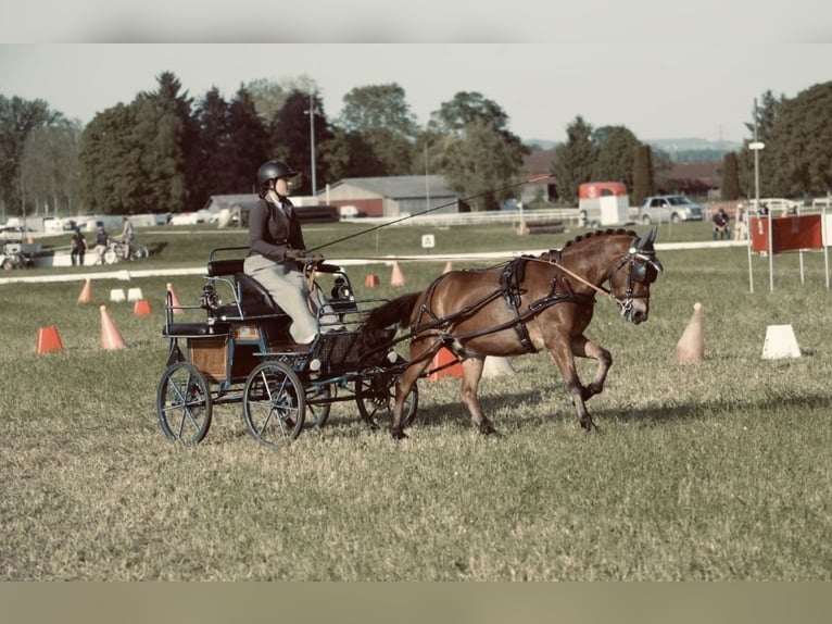 Cheval de sport hongrois Croisé Hongre 6 Ans 130 cm Bai in Weinfelden