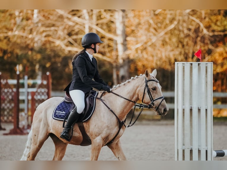 Cheval de sport hongrois Croisé Hongre 6 Ans 144 cm Palomino in Riga