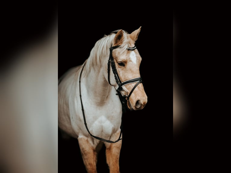 Cheval de sport hongrois Croisé Hongre 6 Ans 144 cm Palomino in Riga