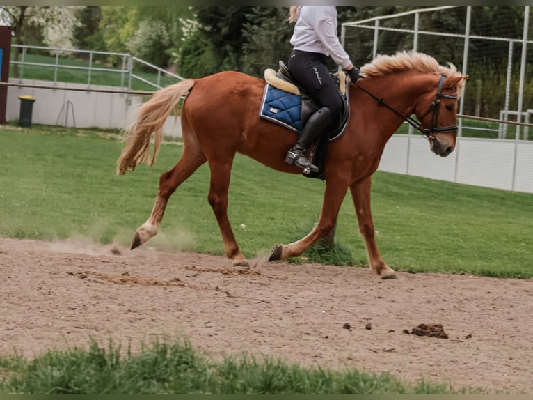 Cheval de sport hongrois Hongre 6 Ans 147 cm Alezan in Gera