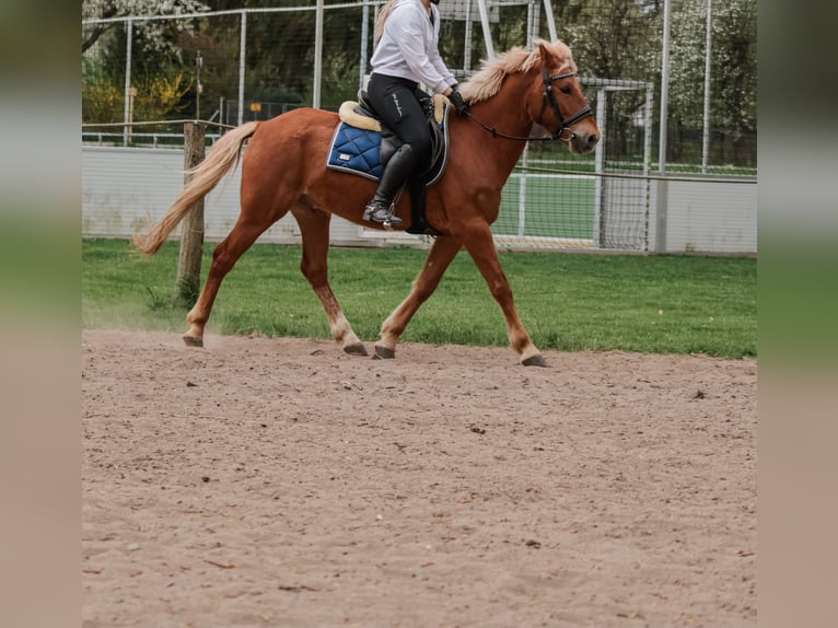 Cheval de sport hongrois Hongre 6 Ans 147 cm Alezan in Gera