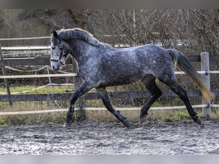 Cheval de sport hongrois Hongre 6 Ans 148 cm Gris in Pfaffen-Schwabenheim