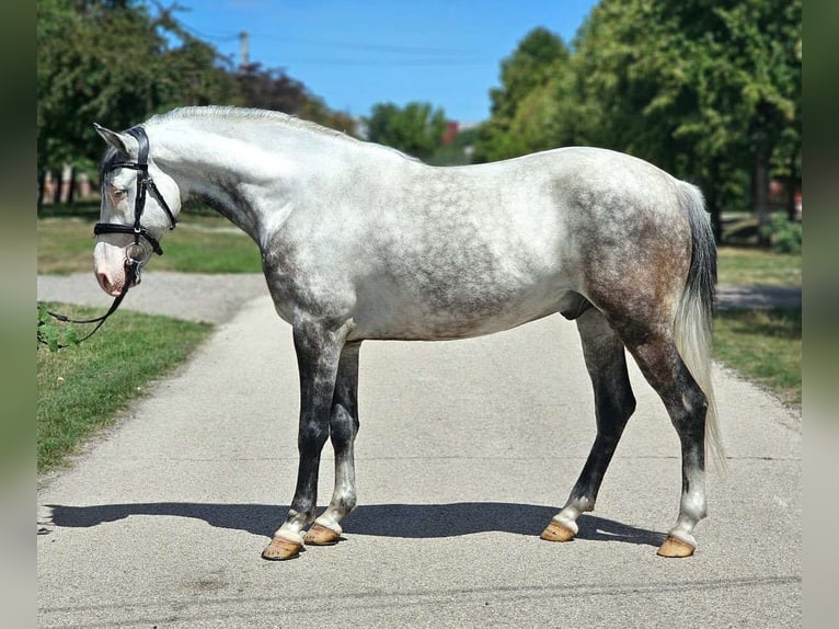 Cheval de sport hongrois Hongre 6 Ans 150 cm Rouan bleu in Obergr&#xFC;nbach