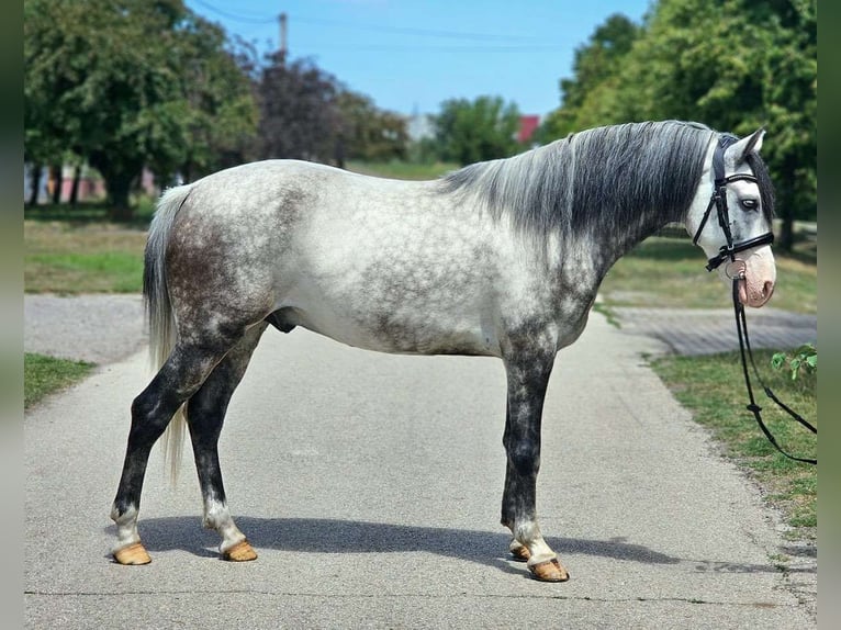 Cheval de sport hongrois Hongre 6 Ans 150 cm Rouan bleu in Obergr&#xFC;nbach