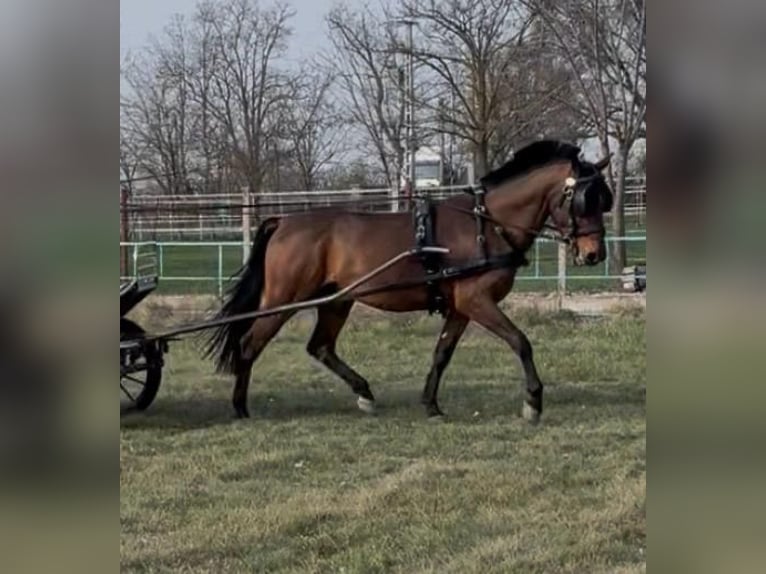 Cheval de sport hongrois Hongre 6 Ans 152 cm Bai cerise in Tass