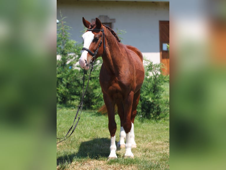 Cheval de sport hongrois Croisé Hongre 6 Ans 152 cm in Berlin