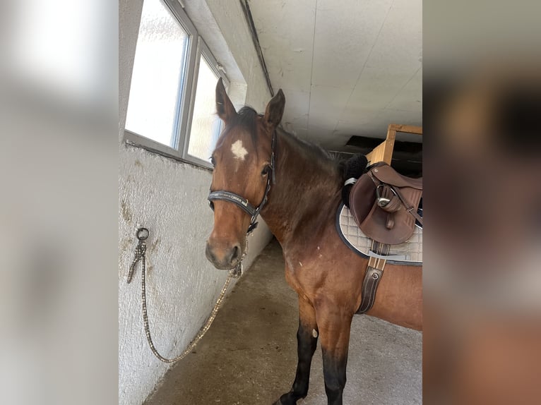 Cheval de sport hongrois Hongre 6 Ans 158 cm Bai in Yspertal