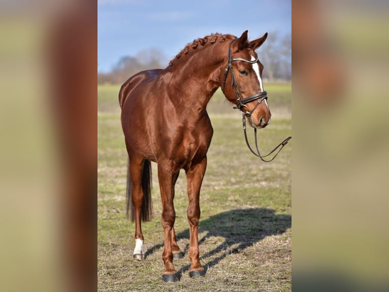 Cheval de sport hongrois Hongre 6 Ans 160 cm Alezan in Békésszentandrás
