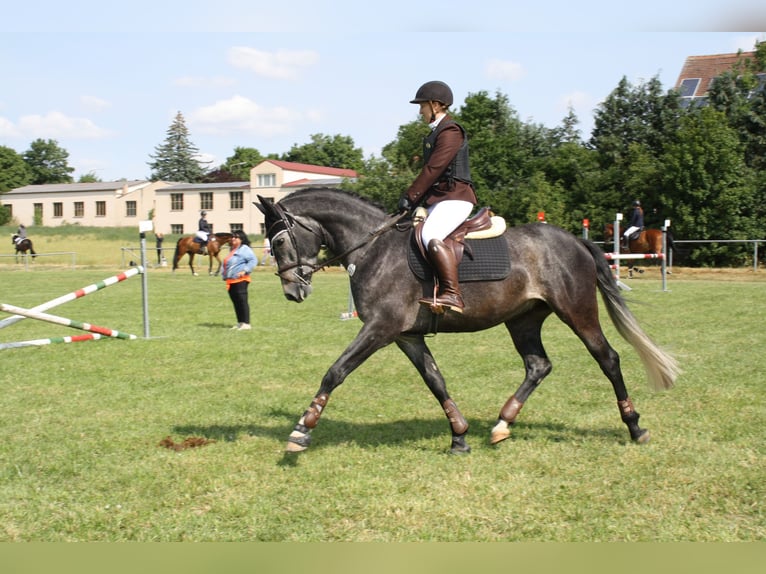 Cheval de sport hongrois Hongre 6 Ans 160 cm Gris in Trautskirchen