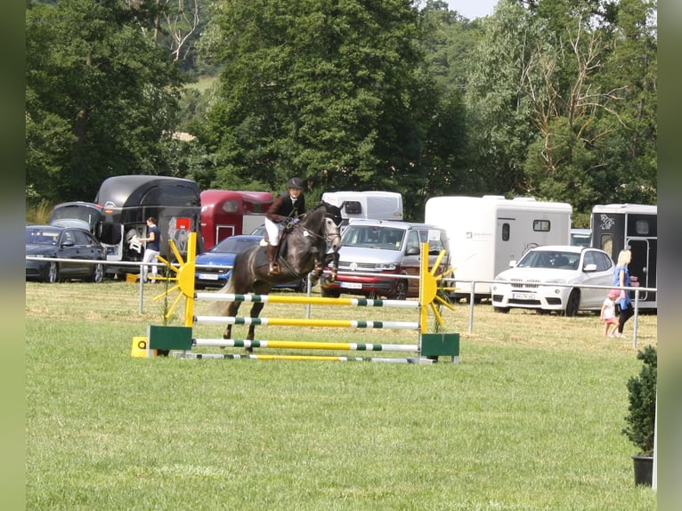 Cheval de sport hongrois Hongre 6 Ans 160 cm Gris in Trautskirchen