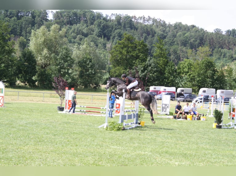 Cheval de sport hongrois Hongre 6 Ans 160 cm Gris in Trautskirchen