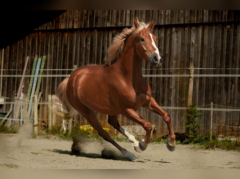 Cheval de sport hongrois Hongre 6 Ans 163 cm Alezan in Legau