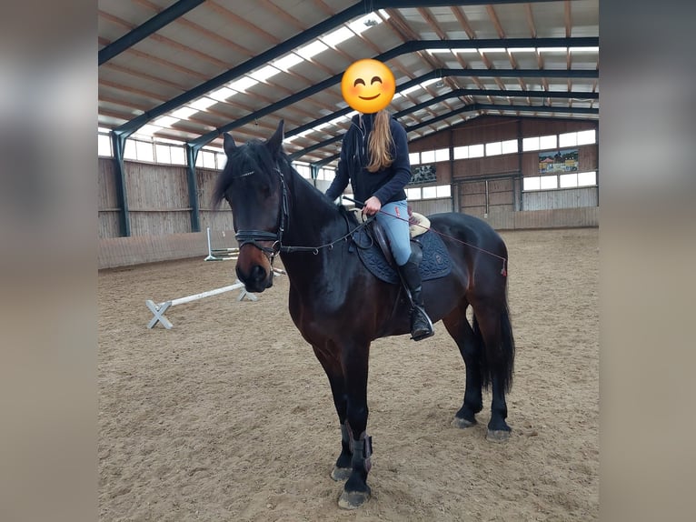 Cheval de sport hongrois Hongre 6 Ans 164 cm Bai brun in Tulln