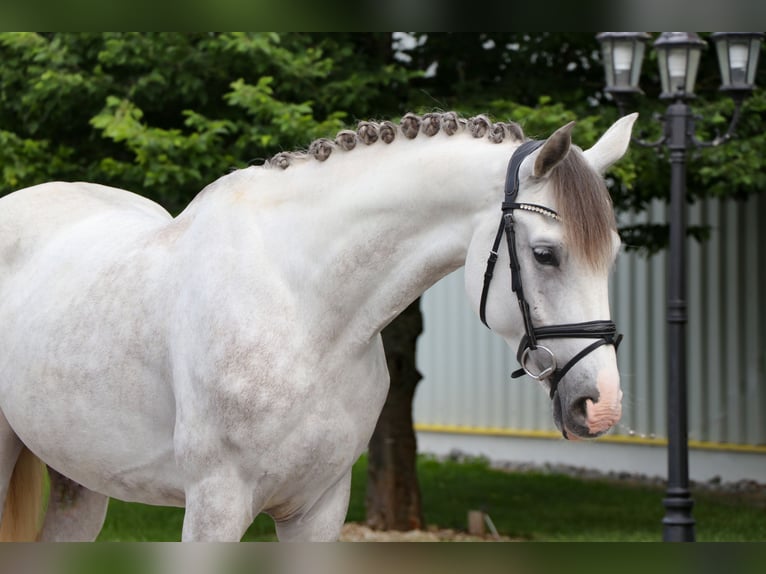 Cheval de sport hongrois Hongre 6 Ans 164 cm  in Schwäbisch Hall
