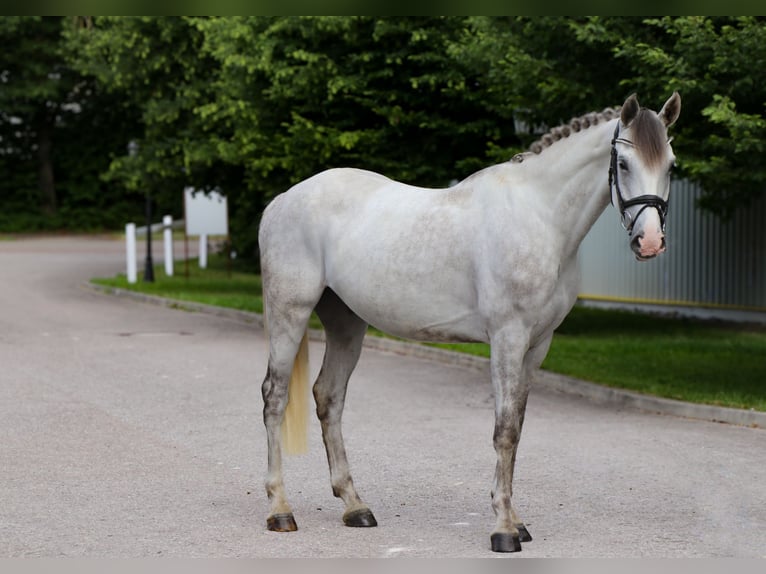 Cheval de sport hongrois Hongre 6 Ans 164 cm  in Schwäbisch Hall