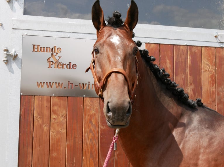 Cheval de sport hongrois Hongre 6 Ans 164 cm in Dorsten