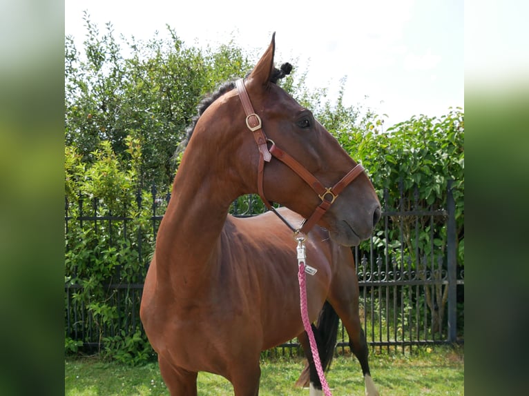 Cheval de sport hongrois Hongre 6 Ans 164 cm in Dorsten
