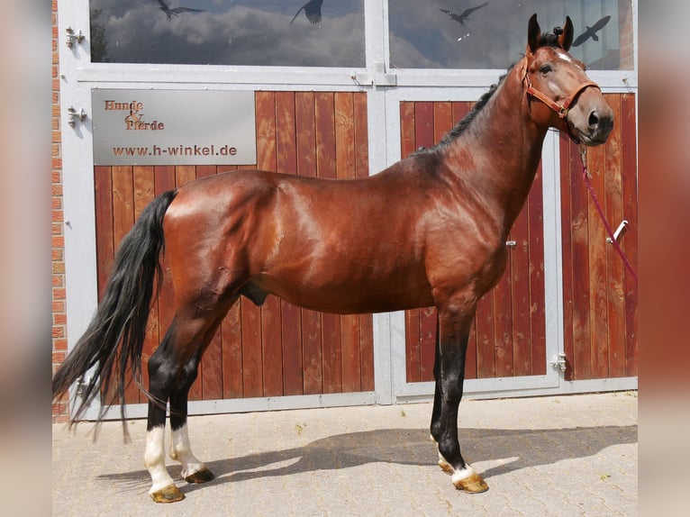 Cheval de sport hongrois Hongre 6 Ans 164 cm in Dorsten